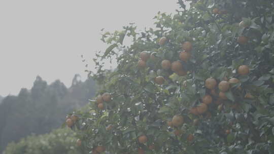 广西砂糖橘桔子4Kslog3实拍素材视频素材模板下载