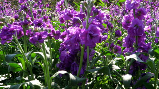 紫罗兰花柱花卉花朵植物绿化园林景观花草10