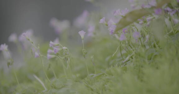 园林  盆栽  红花酢浆草 野花 绿化03