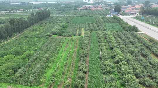 高清航拍燕郊外养生玉米地 生态植物