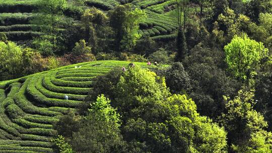 四川雅安大地指纹茶山航拍春天的茶园