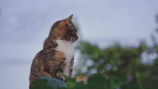 猫 猫咪 撸猫