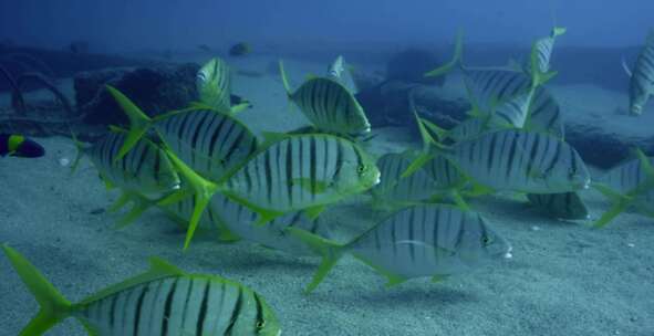 Golden Trevally，鱼，水下