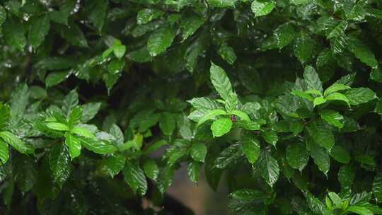 暴雨天森林中的绿色植物