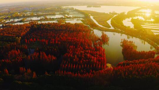 夕阳下的火红水杉林