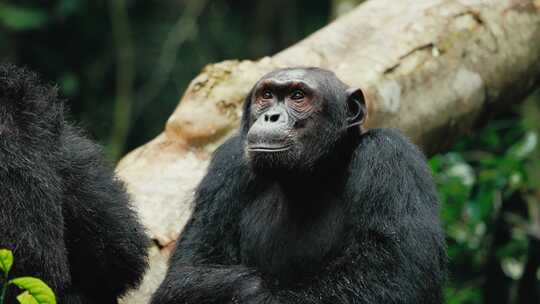 黑猩猩，黑猩猩，乌干达，猿