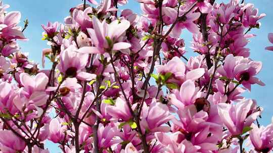 航拍紫玉兰树木二阶玉兰花朵