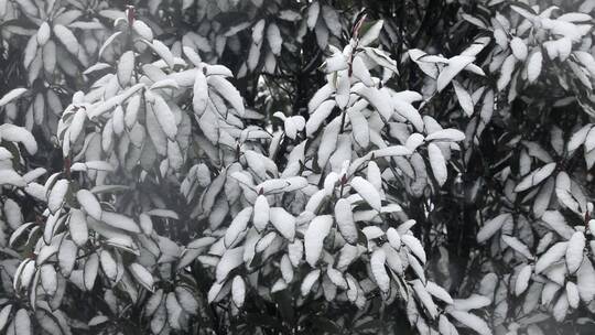 雪花落在树木上