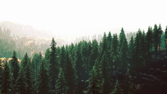 日落时分的云杉林