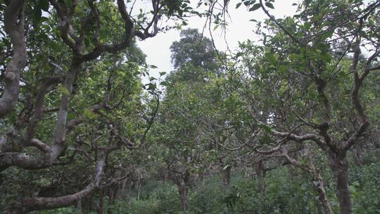 高山古树茶