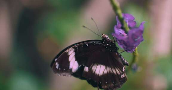紫色花朵上的粉色和黑色蝴蝶