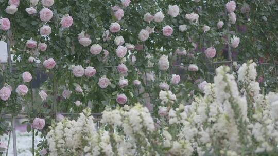 唯美美女在花海中行走触摸鲜花盛开人比花娇