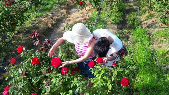 海南三亚博后村玫瑰谷在玫瑰花田的情侣旅客