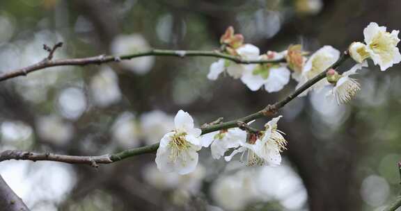 阳光轻轻摇摆梅花 立春花开微风 微距特写