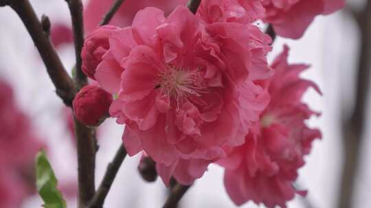 特写绽放的粉色桃花花卉