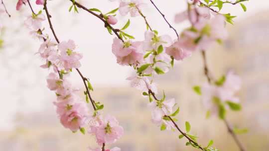 粉色花朵桃花樱花绽放盛开