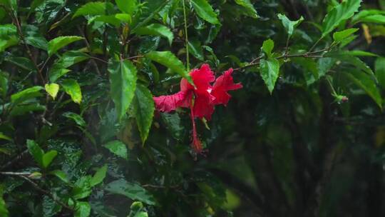 大雨下的芙蓉花