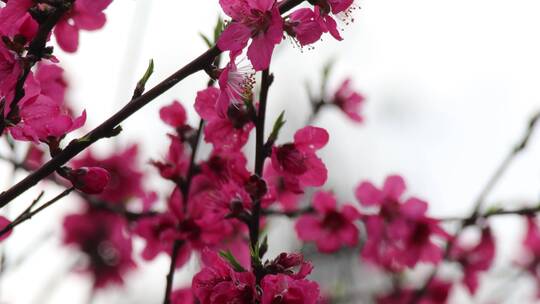 春天临武花塘乡粉色桃花3