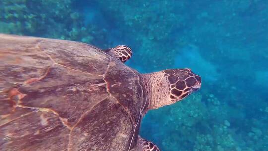 1080 海龟 水族馆