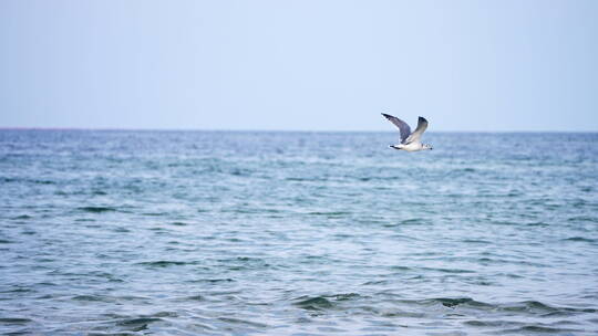 沙滩大海海鸥飞翔