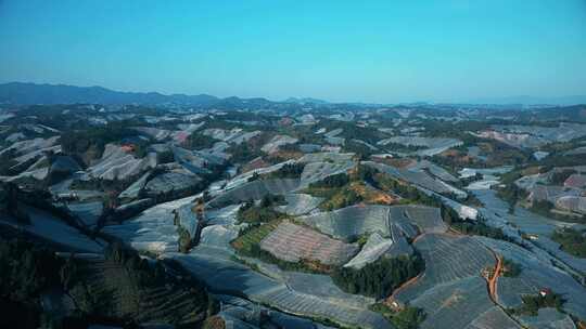 山地种植俯瞰全景 果园防鸟防虫网 设施农业