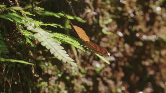 青城山植被