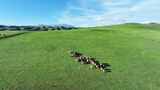 新疆伊犁大草原羊群高清在线视频素材下载