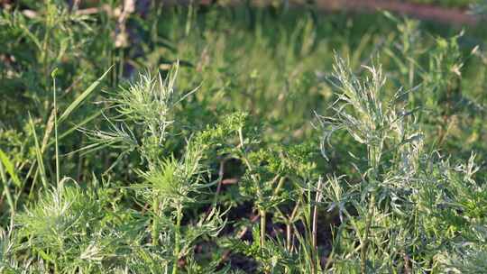 野生植物：艾蒿