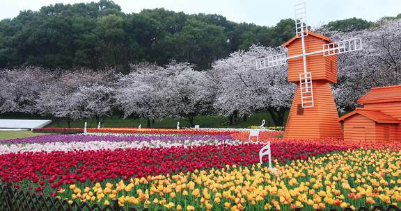 春天樱花郁金香花海风车春回大地空镜素材