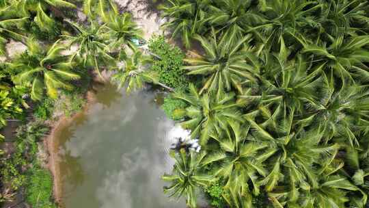 海南三亚椰林视频素材模板下载