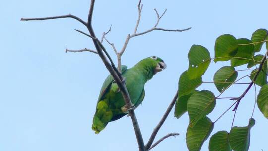 低角度拍摄的绿色鸟栖息在树枝上视频素材模板下载