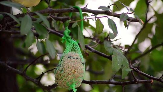 小鸟偷食挂在树上的食物