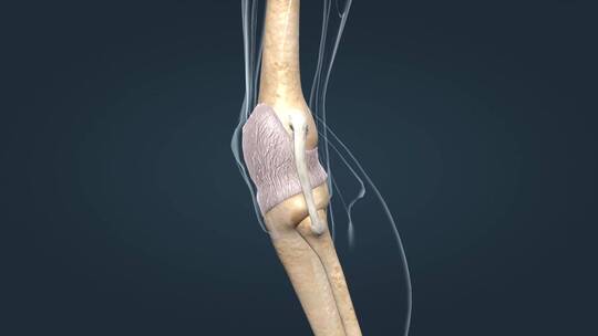关节囊韧带骨连接关节炎积液病变医学动画