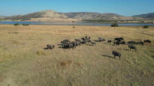 南非西北部皮兰斯堡国家公园的野生动物。