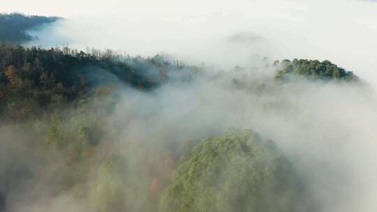 高山森林晨曦云海晨雾生态环境航拍