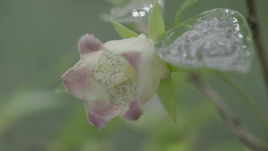 雨后唯美风铃花LOG素材