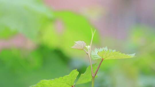 葡萄花序，葡萄花，葡萄