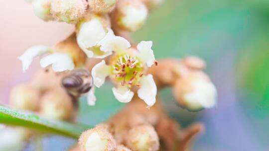 蜜蜂采集枇杷蜜