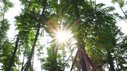 阳光 树林 树叶视频素材模板下载