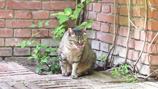 猫在墙角休息坐着张望舔毛视频素材模板下载