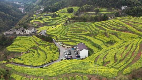 浦江民生村春季油菜花海梯田风光4K航拍