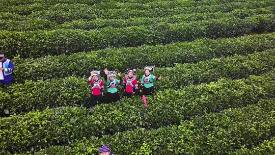 4k航拍贵州绿茶第一采基地  茶神谷茶场