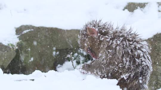 猕猴幼崽在吃雪
