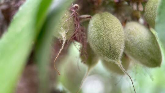 植物毛桃桃树结果花昆虫视频素材模板下载