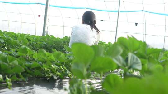 草莓园 农田 农业作物 水果 绿色植物 温室