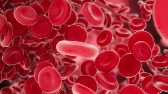 血细胞血管血液活动