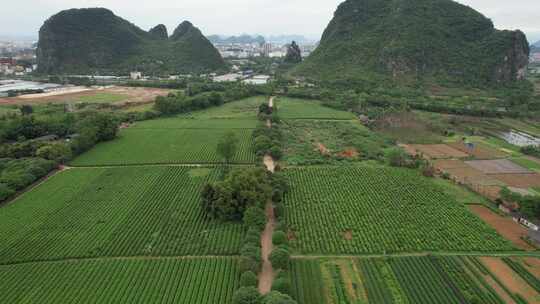 广西桂林尧山茶园