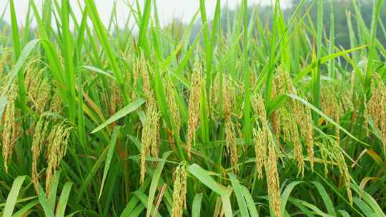 水稻稻穗稻谷