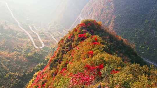 三峡红叶