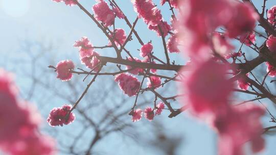 春天阳光下盛开的梅花